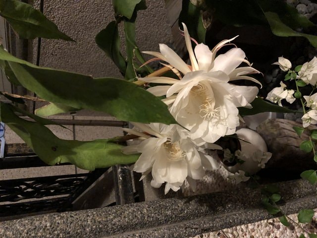 IMG_3668.JPG - 2019.4~
