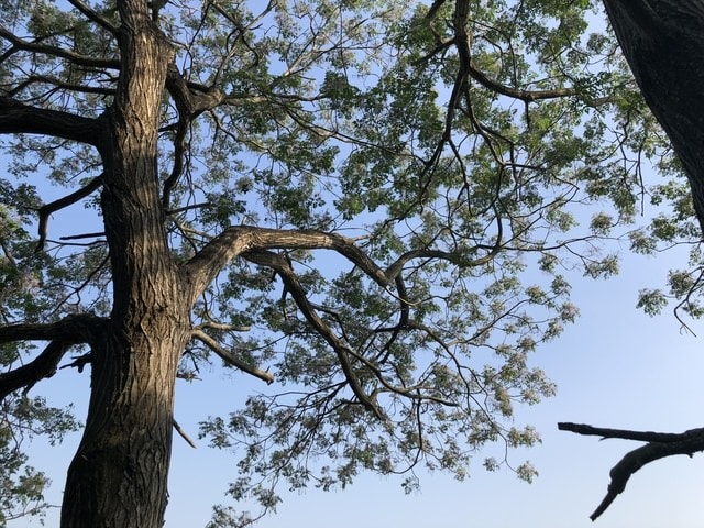 IMG_5585.JPG - 2019.4~