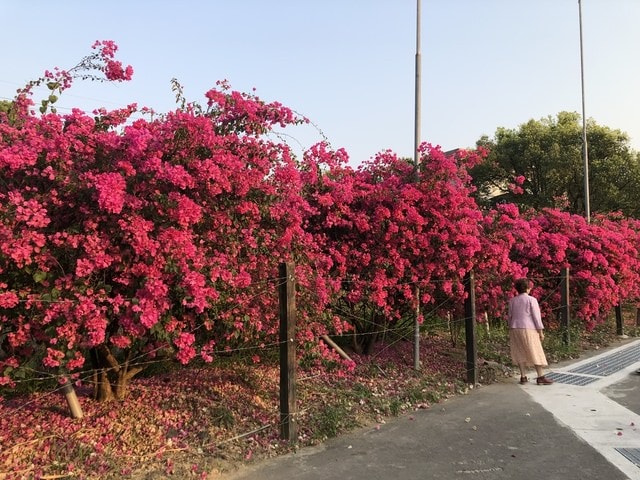 IMG_5430.JPG - 2019.4~