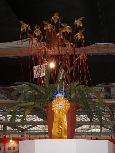 帶阿嬤看蘭展（2009.3.13）