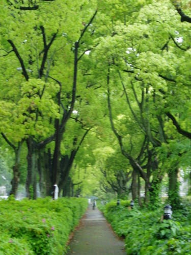 雨中綠鬱