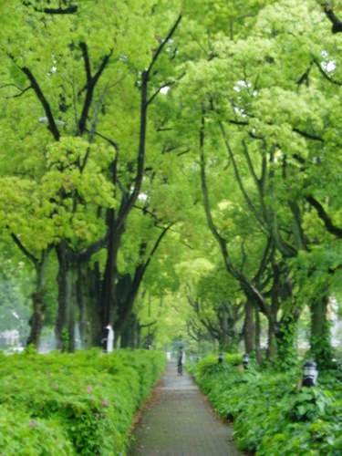雨中綠鬱