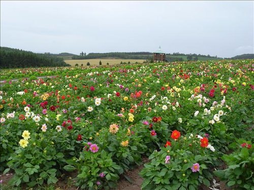 薰衣草風情的北海道（2009.7.14-16）