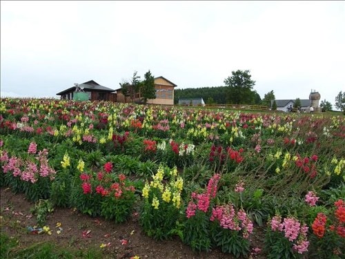 薰衣草風情的北海道（2009.7.14-16）