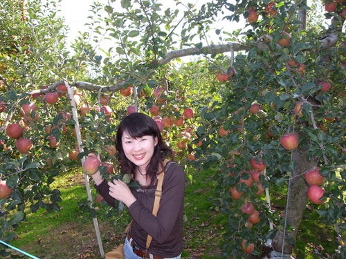 信州採蘋果（2009.10.31）