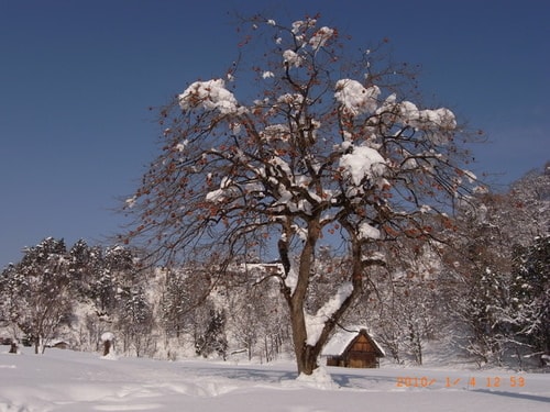 小小同學會之白色世界合掌村(2010.1.4)