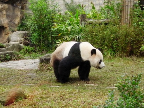 又去吃喝玩樂-王菲演唱會＆木柵動物園（2011.1.22-24）