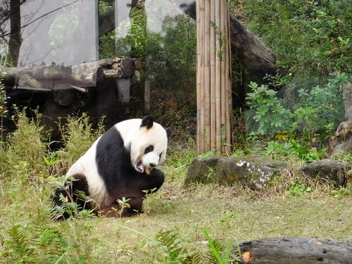 又去吃喝玩樂-王菲演唱會＆木柵動物園（2011.1.22-24）