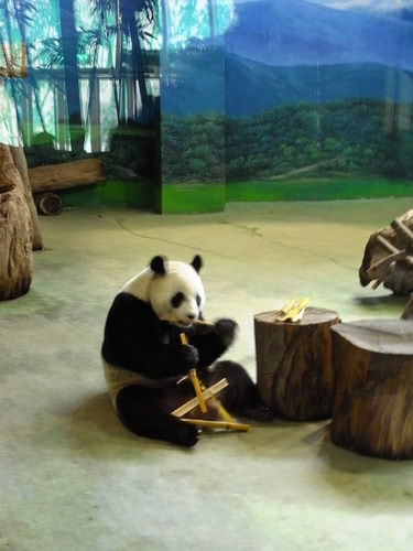 又去吃喝玩樂-王菲演唱會＆木柵動物園（2011.1.22-24）