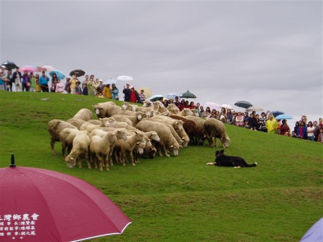 2006.5.5~6 A班南投班遊:青青草原