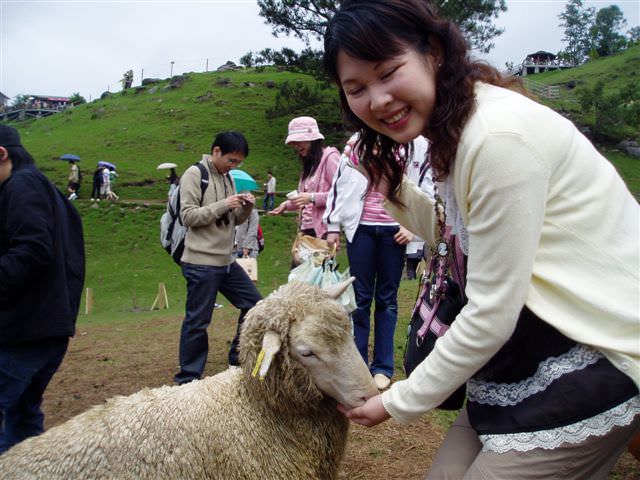 2006.5.5~6 A班南投班遊:餵洋咩咩