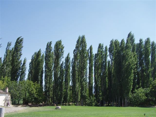 2005年夏 土耳其:阿普洛迪希亞遺跡附近的樹林