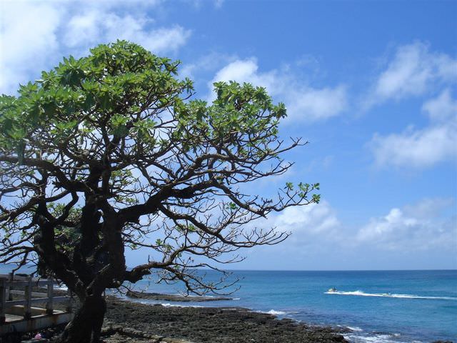 2006.8 夏日墾丁（舊相簿新敘述）:真美呀