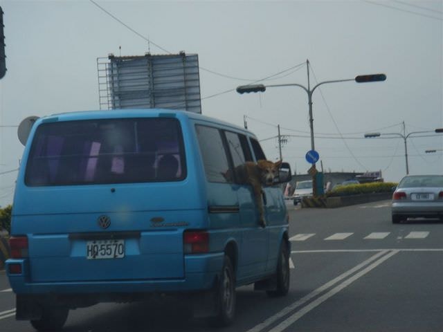 2006.8 夏日墾丁（舊相簿新敘述）:回家途中看到有一台車，狗狗居然很悠閒地把腳伸出車窗，算你狠