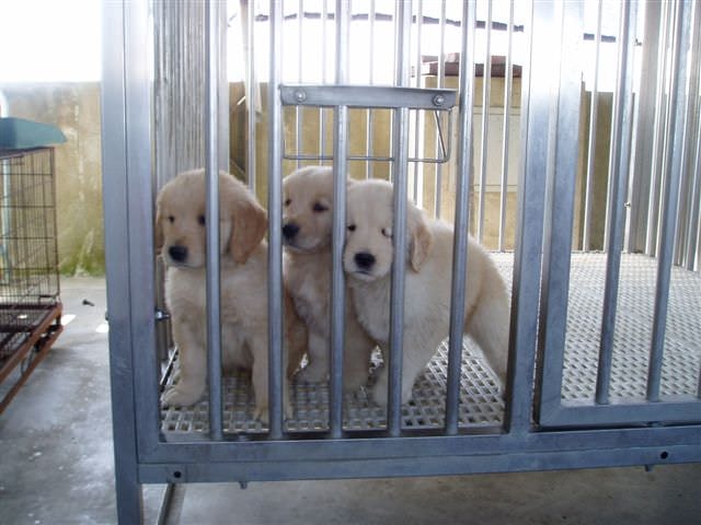 黃金獵犬成長日記:我們三兄弟其實是住在頂樓