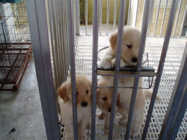 黃金獵犬成長日記:等著食物的三兄弟