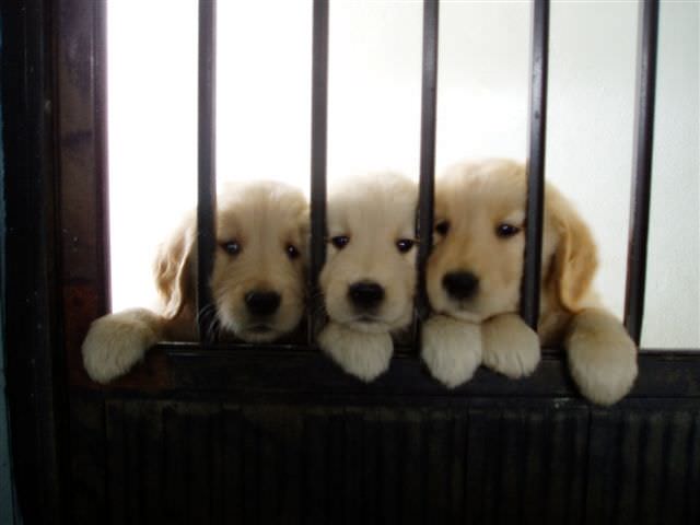 黃金獵犬成長日記:三兄弟每天都在頂樓望著媽咪