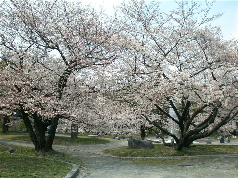 東瀛留學日記之挑戰不可能任務(09.3.29-4.1):無意間發現到這處已經盛開的櫻花群