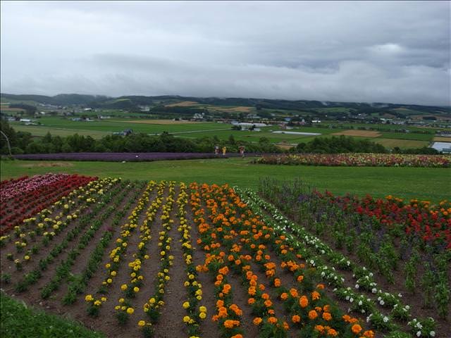 東瀛留學日記-夏日北海道（09.7.14-16）:丘陵上的花海，可惜天空不作美，下起雨來