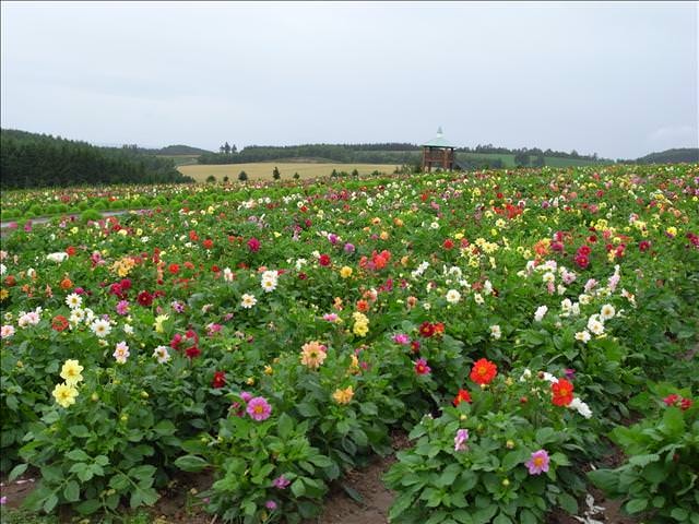 東瀛留學日記-夏日北海道（09.7.14-16）:至於這個花種嘛！以後再研究....總之漂亮就行了