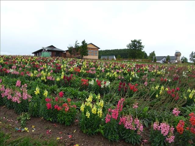 東瀛留學日記-夏日北海道（09.7.14-16）:怎看怎美
