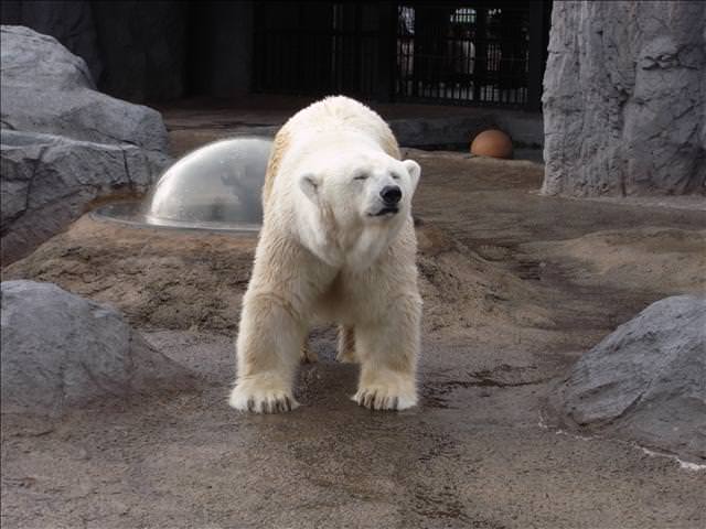 東瀛留學日記-夏日北海道（09.7.14-16）:卻只能在動物園讓大家看
