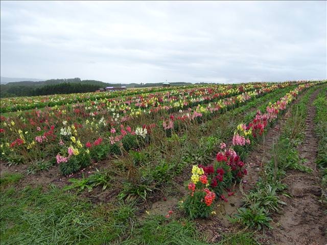 東瀛留學日記-夏日北海道（09.7.14-16）:這個花田的花，台灣好像叫做「金魚草」