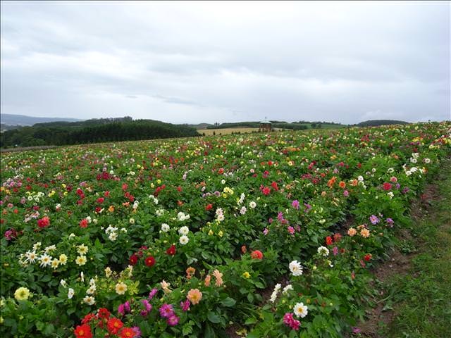 東瀛留學日記-夏日北海道（09.7.14-16）:天氣再好一點就更棒了
