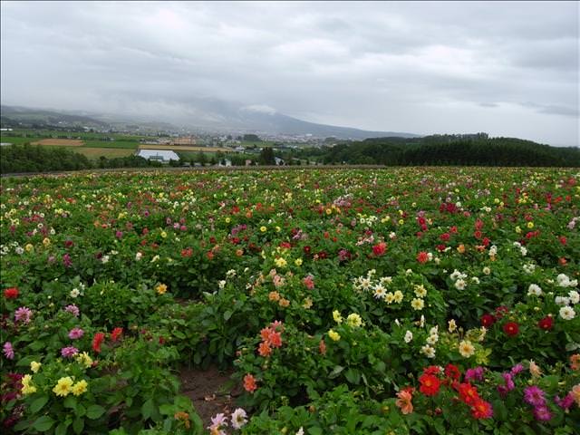 東瀛留學日記-夏日北海道（09.7.14-16）:花田依然美艷
