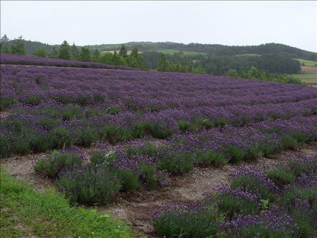 東瀛留學日記-夏日北海道（09.7.14-16）:薰衣草依然動人