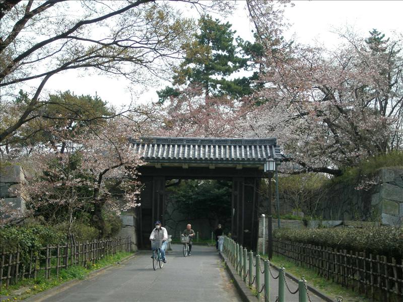 東瀛留學日記之挑戰不可能任務(09.3.29-4.1):兩天前這裡的櫻花只開三成，今天開比較多了