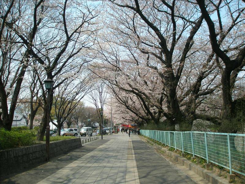 東瀛留學日記之挑戰不可能任務(09.3.29-4.1):有比較像櫻花隧道了，若盛開的櫻花應該更美！