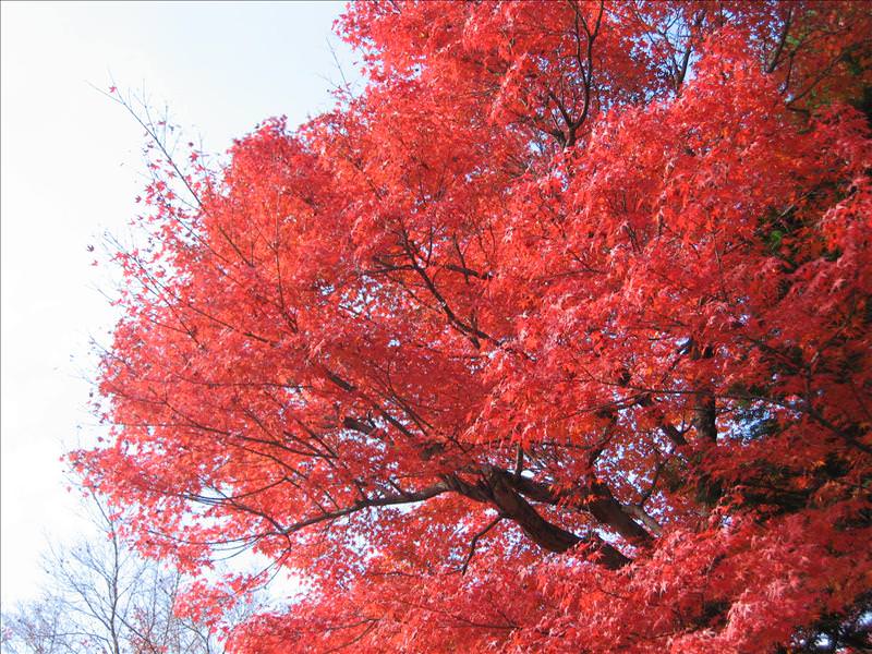 東瀛留學日記之京都嵐山賞楓(2008.12.1):火紅的楓葉