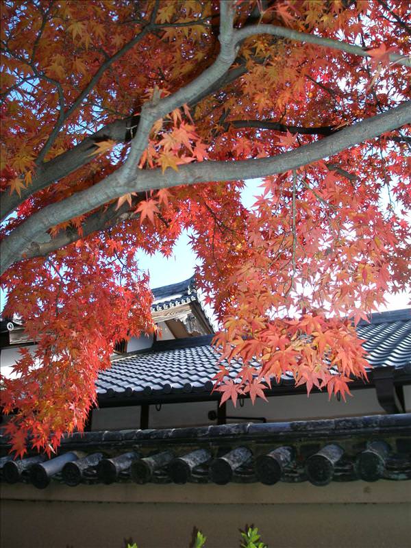 東瀛留學日記之京都嵐山賞楓(2008.12.1):紅楓樹枝下的瓦屋