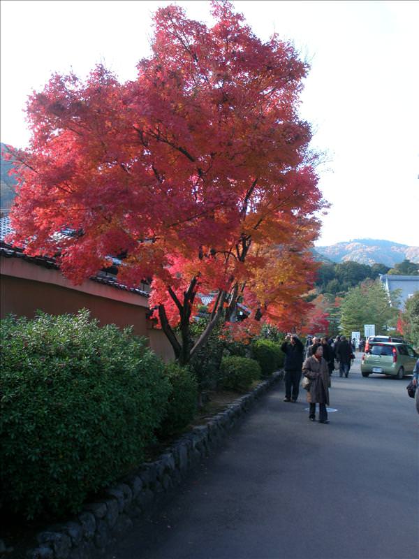 東瀛留學日記之京都嵐山賞楓(2008.12.1):