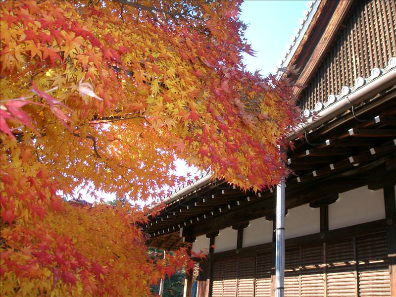 東瀛留學日記之京都嵐山賞楓(2008.12.1):黃楓陪襯下的「大方丈」殿