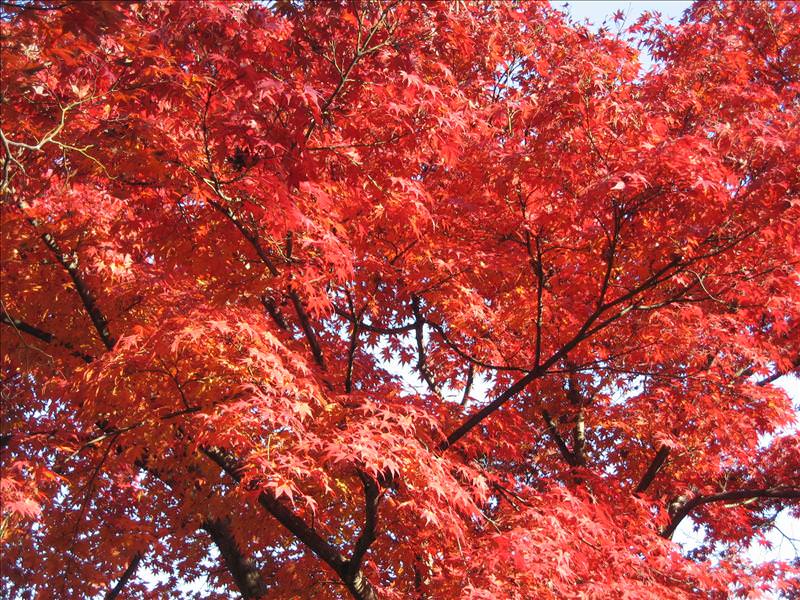 東瀛留學日記之京都嵐山賞楓(2008.12.1):又出現一片火紅