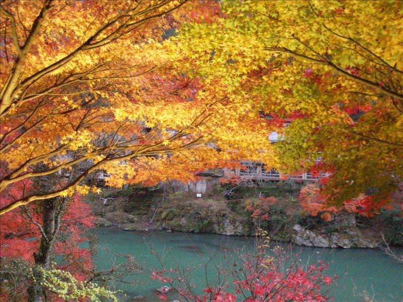 東瀛留學日記之京都嵐山賞楓(2008.12.1):出發時已經是傍晚，除了打燈的楓樹外，天色昏暗看不清楚沿途美...