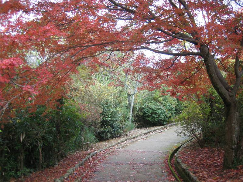 東瀛留學日記之京都嵐山賞楓(2008.12.1):
