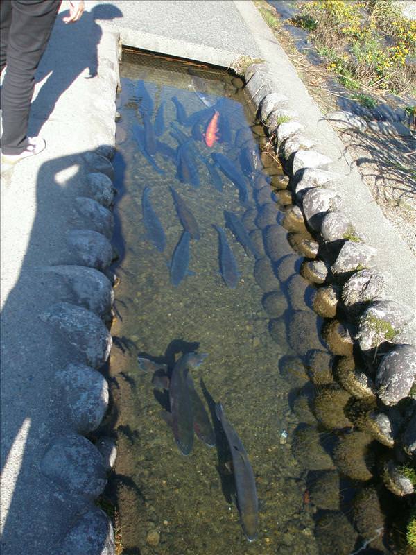 東瀛留學日記之又見合掌村高山古街(2008.11.5-6):水溝居然還能養鯉魚