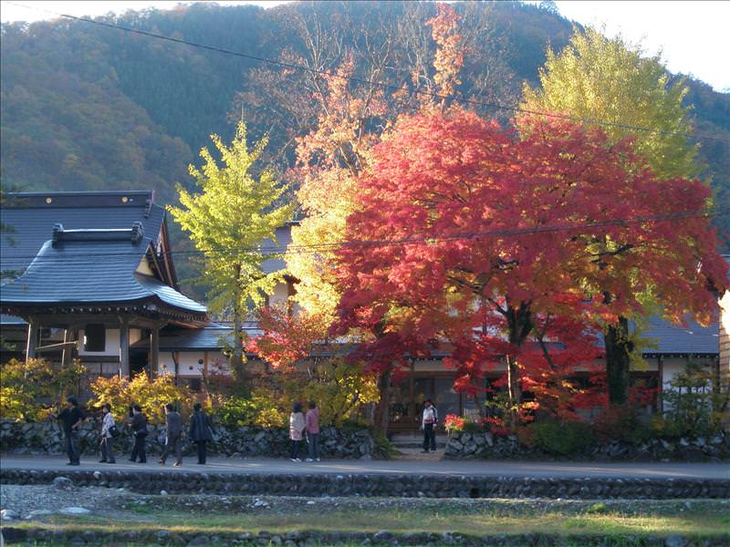 東瀛留學日記之又見合掌村高山古街(2008.11.5-6):又是一處楓葉美景