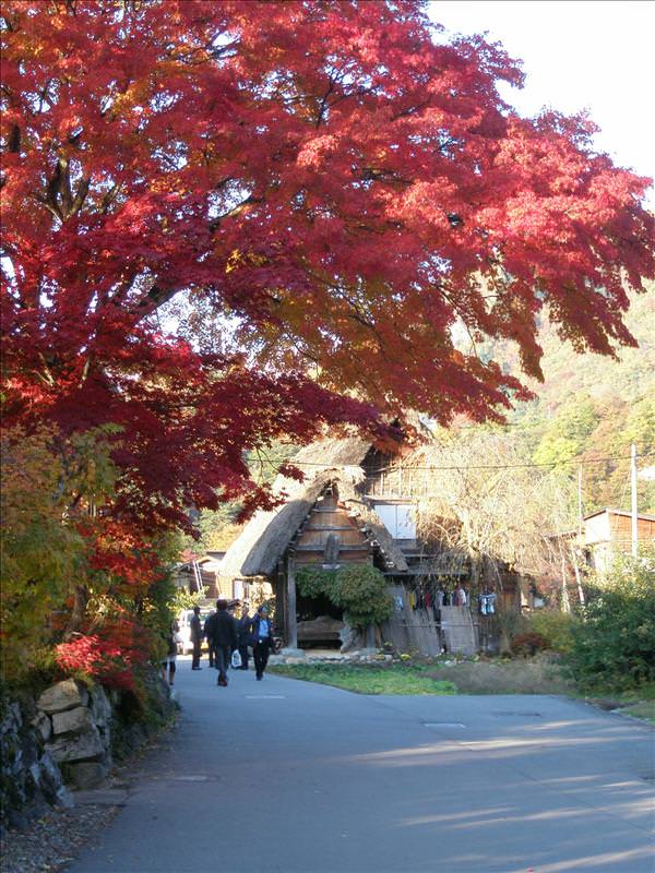 東瀛留學日記之又見合掌村高山古街(2008.11.5-6):紅楓＋合掌村