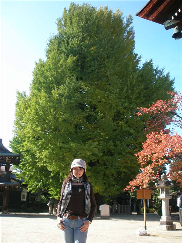 東瀛留學日記之又見合掌村高山古街(2008.11.5-6):丸子後面的銀杏樹齡有一千兩百年哦