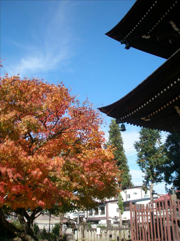 東瀛留學日記之又見合掌村高山古街(2008.11.5-6):紅楓＋佛塔