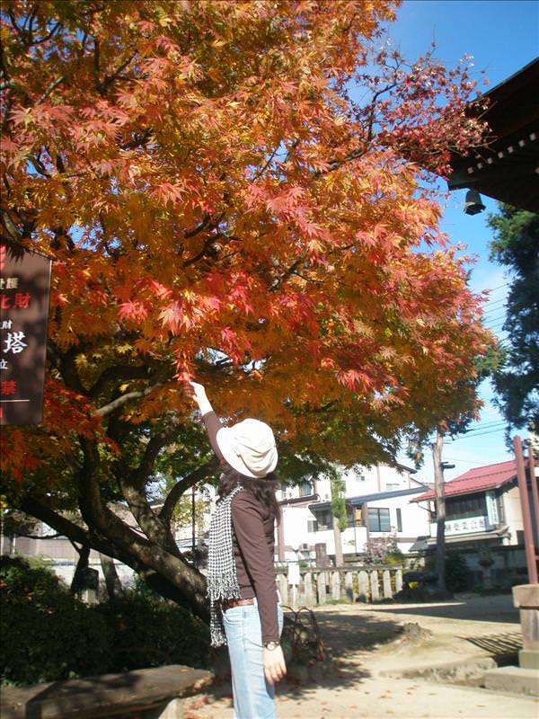 東瀛留學日記之又見合掌村高山古街(2008.11.5-6):丸子＋紅楓