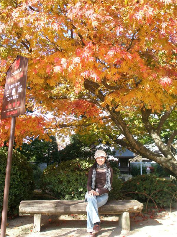 東瀛留學日記之又見合掌村高山古街(2008.11.5-6):離開前再跟紅葉拍個照