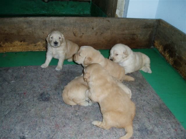 黃金獵犬成長日記: