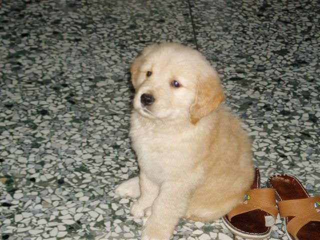 黃金獵犬成長日記:媽咪要我站直好讓她拍照