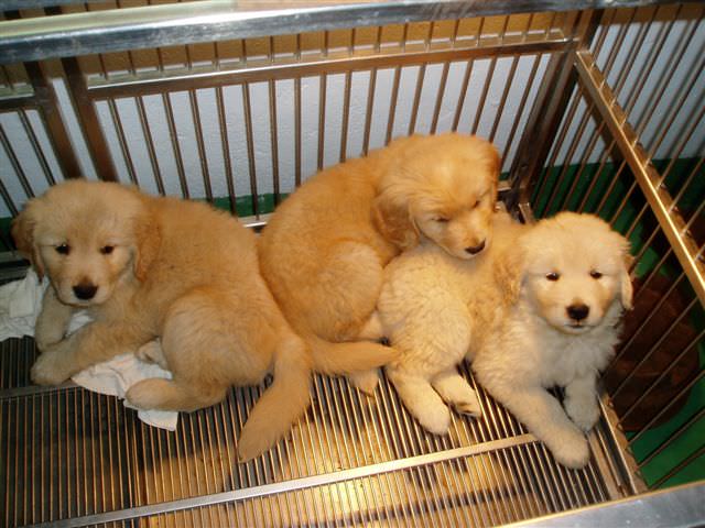 黃金獵犬成長日記:這些是我的兄弟