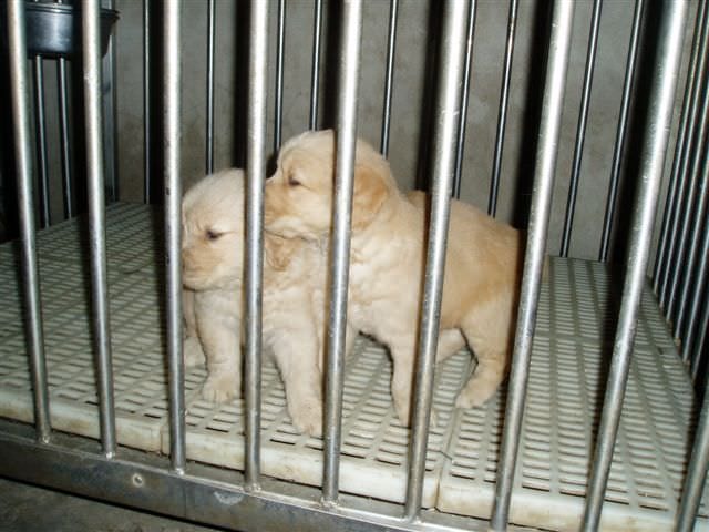 黃金獵犬成長日記:我跟我的兄弟